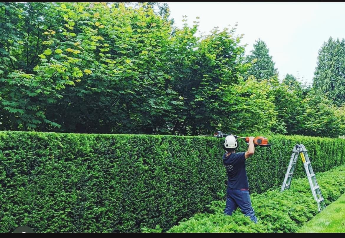 Crane-assisted tree removal, Southern Tasmania