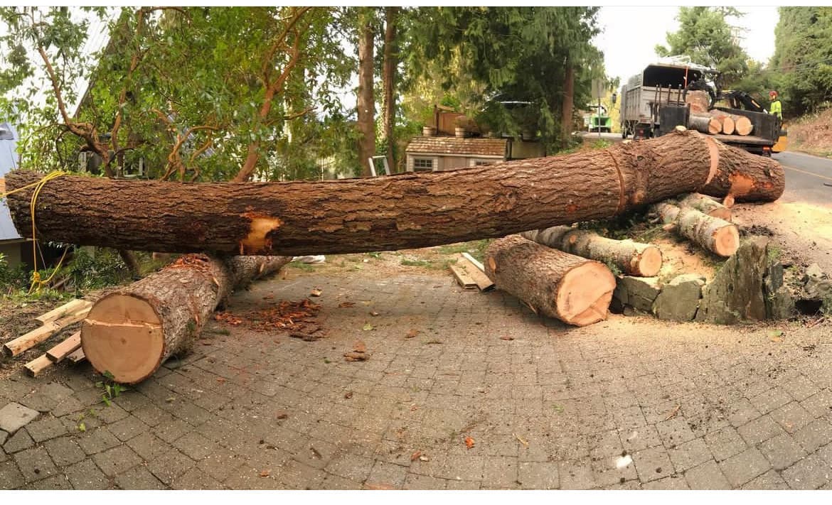 Crane operation for large tree removal