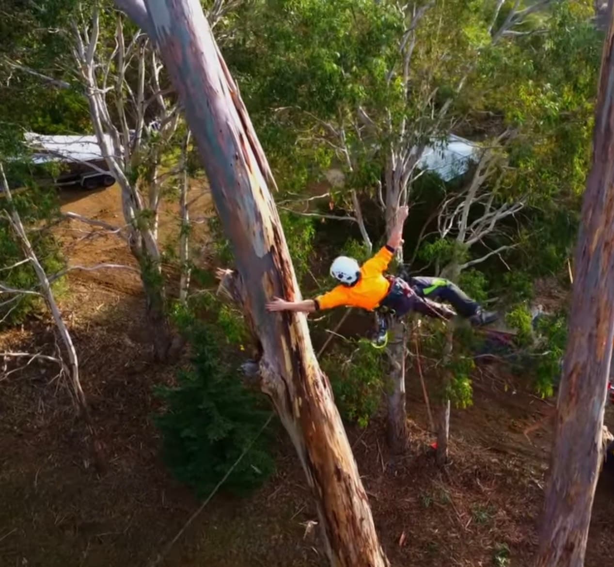 Tree removal service in Southern Tasmania